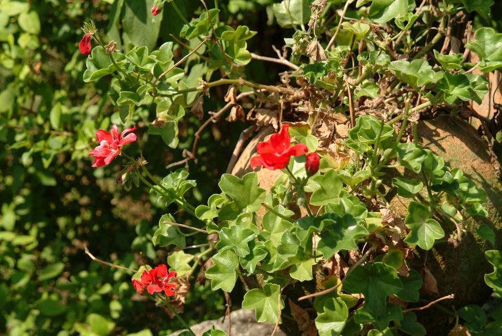 בית הארחה ויאנה דו קסטלו 	Quinta Do Vale Do Monte מראה חיצוני תמונה